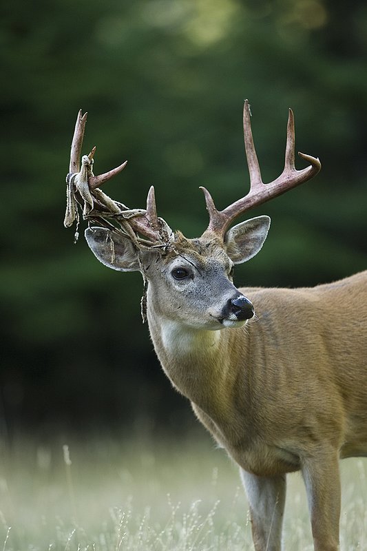 TC-Whitetail Strip Velvet-D01086-00117.jpg :: 9PT Whitetail Buck with velvet hanging from his antlers as he is stripping the velvet off antlers