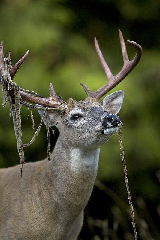 TC-Whitetail Strip Velvet-D01086-00125.jpg :: 9PT Whitetail Buck with velvet hanging from his antlers chewing on the stalk of a forb