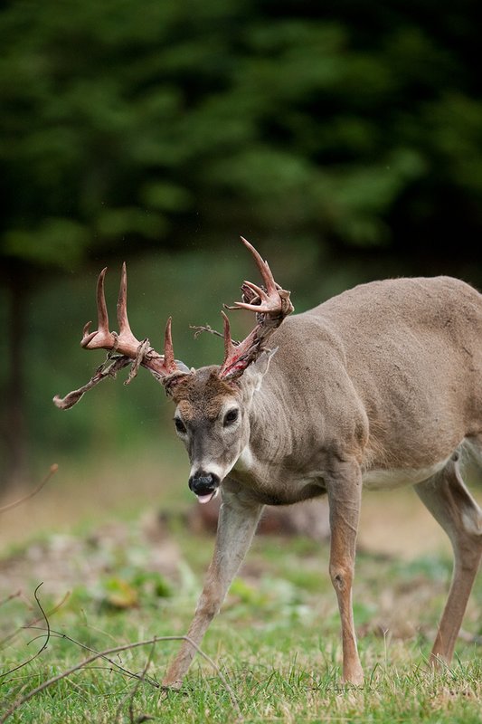 TC-Whitetail Strip Velvet-D01086-00259.jpg :: 10pt Whitetail Buck stripping velvet from antlers on brush pile