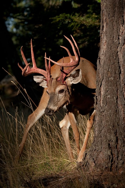 TC-Whitetail Strip Velvet-D01086-00655.jpg :: 12 pt Whitetail Buck (split G 2's)standing next to large tree at edge of the timber immediately after he stripped his velvet with strips of velvet still hanging from his blood red antlers