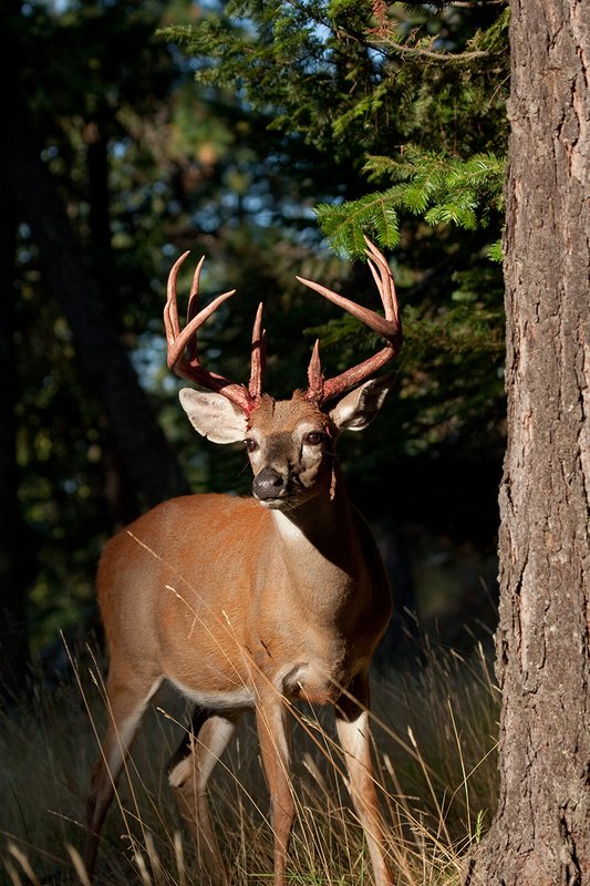 TC-Whitetail Strip Velvet-D01086-00661.jpg :: 12 pt Whitetail Buck (split G 2's)standing next to large tree at edge of the timber immediately after he stripped his velvet with strips of velvet still hanging from his blood red antlers