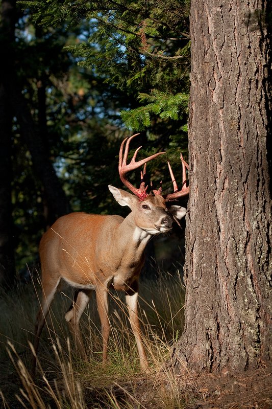 TC-Whitetail Strip Velvet-D01086-00662.jpg :: 12 pt Whitetail Buck (split G 2's) immediately after he stripped the majority of his velvet off his antlers shaking head to try and remove the remaining strips of velvet still hanging from his blood red antlers