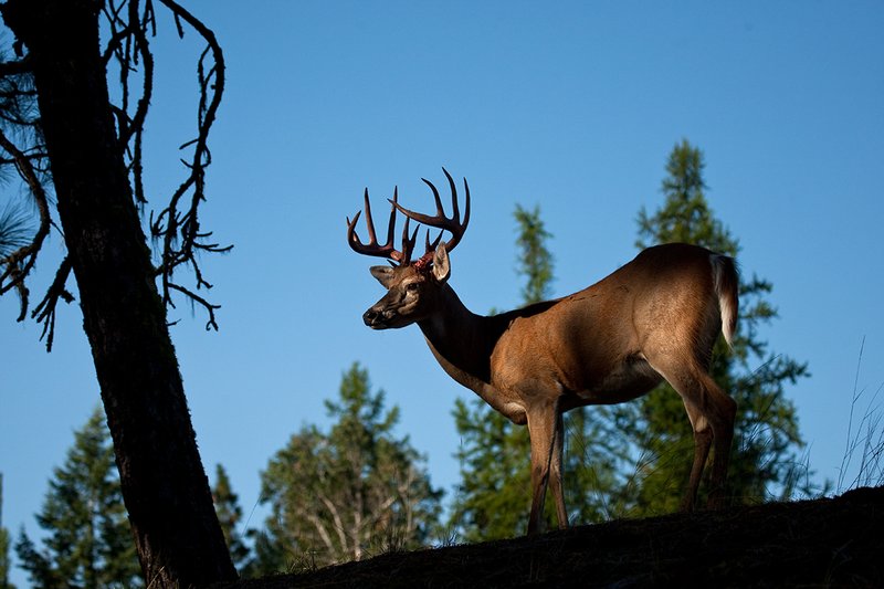 TC-Whitetail Strip Velvet-D01086-00668.jpg :: 12 pt Whitetail Buck (split G 2's) immediately after he stripped his velvet with strips of velvet still hanging from his blood red antlers standing on the crest of a ridge with blue sky background