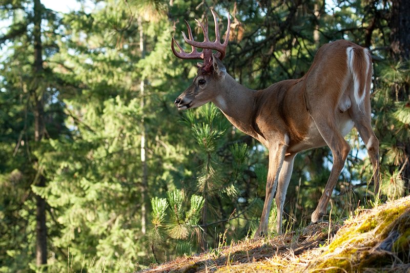TC-Whitetail Strip Velvet-D01086-00674.jpg :: 12 pt Whitetail Buck (split G 2's) immediately after he stripped his velvet with strips of velvet still hanging from his blood red antlers standing on the crest of a timbered ridge