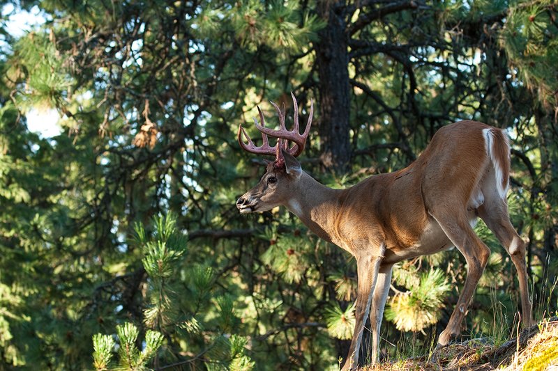 TC-Whitetail Strip Velvet-D01086-00679.jpg :: 12 pt Whitetail Buck (split G 2's) immediately after he stripped his velvet with strips of velvet still hanging from his blood red antlers standing on the crest of a timbered ridge