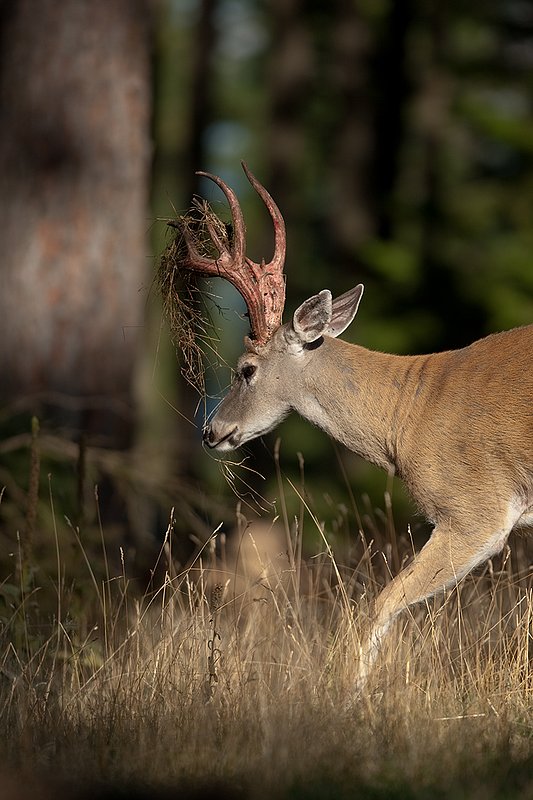 TC-Whitetail Strip Velvet-D01086-00680.jpg :: 11 pt Nontypical Whitetail buck walking through open timber immediately after stripping velvet off his antlers has grass and brush hanging from his antlers