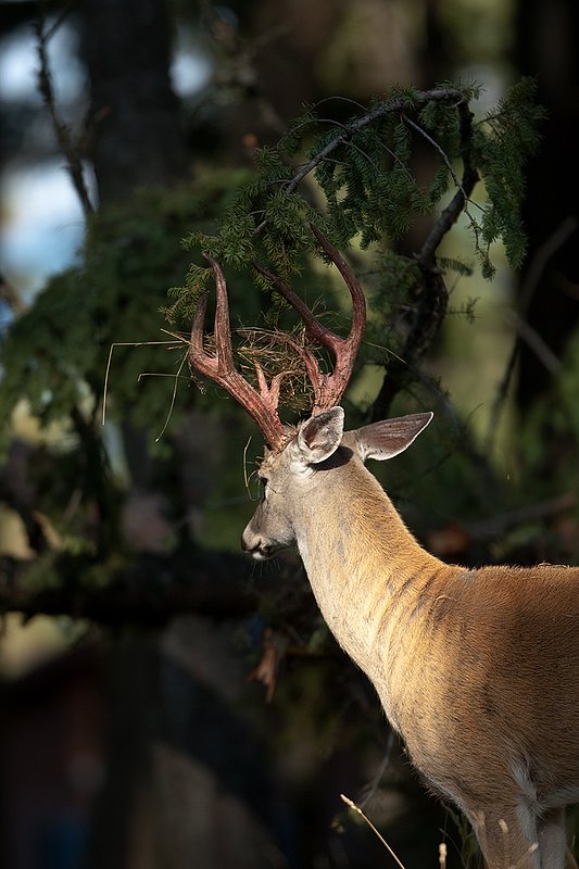 TC-Whitetail Strip Velvet-D01086-00684.jpg :: 11 pt Nontypical Whitetail buck immediately after stripping velvet off his antlers has grass and brush hanging from his antlers while he is raking his antlers on a tree branch/licking branch