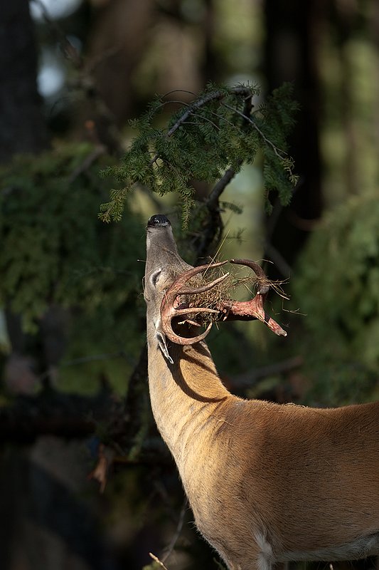 TC-Whitetail Strip Velvet-D01086-00687.jpg :: 11 pt Nontypical Whitetail buck immediately after stripping velvet off his antlers has grass and brush hanging from his antlers while he is raking his antlers on a tree branch/licking branch