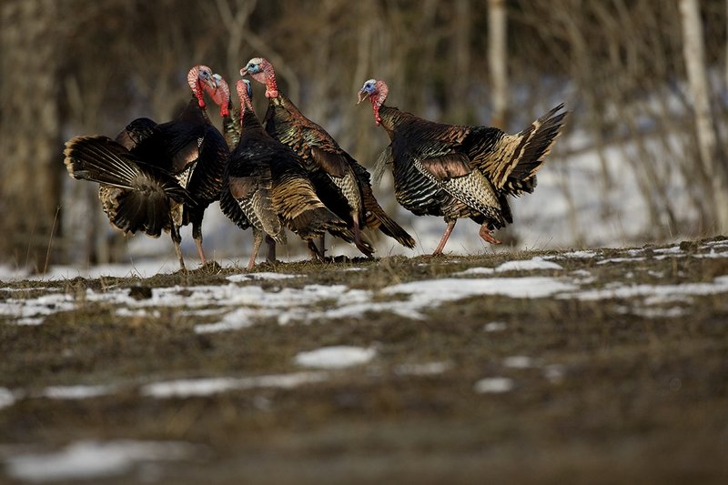 TC-Wild Turkey Fighting-D00981-00001.jpg :: Wild Turkey Gobblers in a fighting frenzy with multiple birds squawking at one another preparing to fight