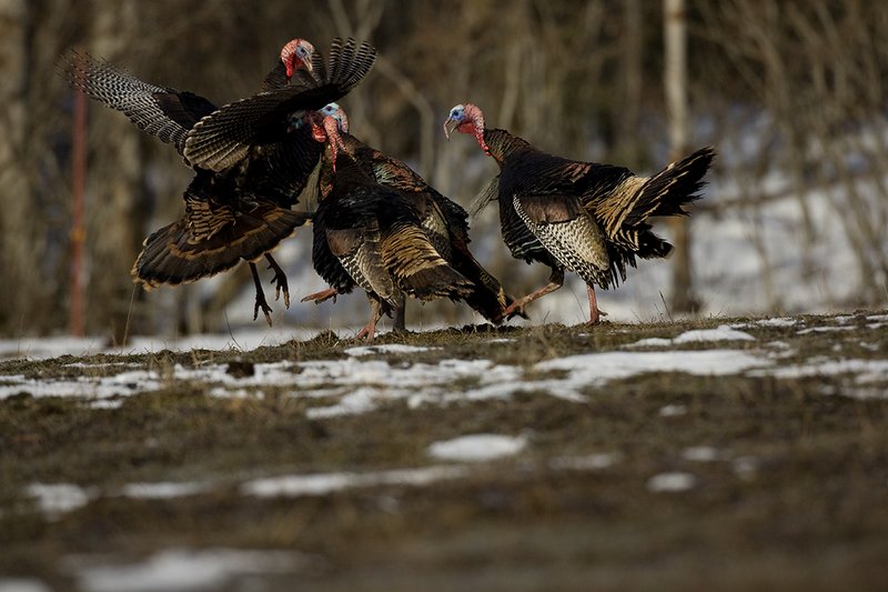 TC-Wild Turkey Fighting-D00981-00002.jpg :: Wild Turkey Gobblers fighting with one another with at least one bird in the air trying to spur another with his leg spur