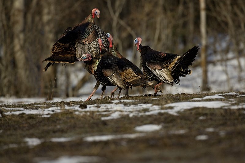 TC-Wild Turkey Fighting-D00981-00003.jpg :: Wild Turkey Gobblers fighting with one another with at least one bird in the air trying to spur another with his leg spur