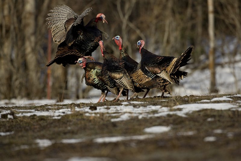 TC-Wild Turkey Fighting-D00981-00004.jpg :: Wild Turkey Gobblers fighting with one another with at least one bird in the air trying to spur another with his leg spur