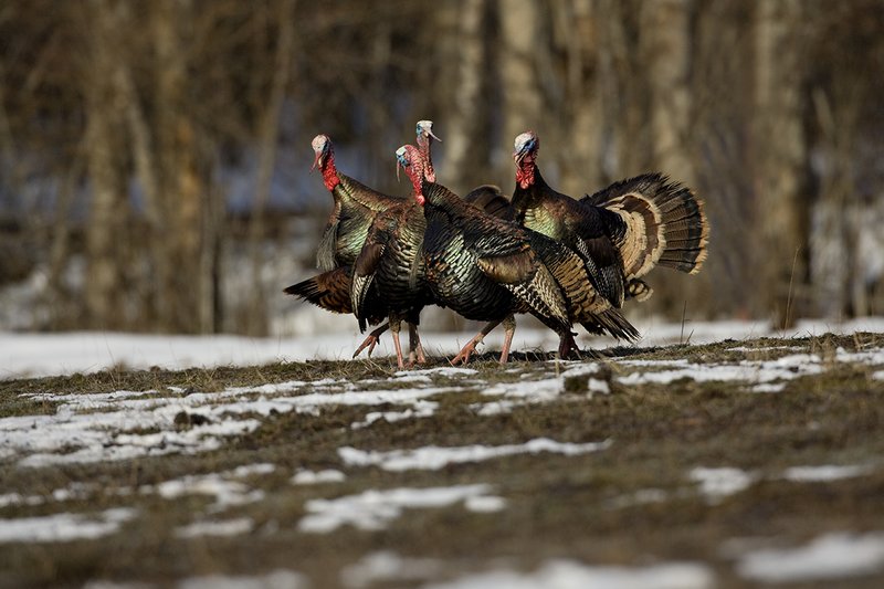 TC-Wild Turkey Fighting-D00981-00006.jpg :: Wild Turkey Gobblers in a fighting frenzy with multiple birds squawking at one another preparing to fight