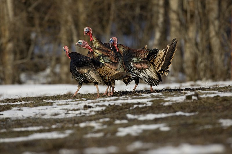 TC-Wild Turkey Fighting-D00981-00010.jpg :: Wild Turkey Gobblers in a fighting frenzy with multiple birds squawking at one another preparing to fight