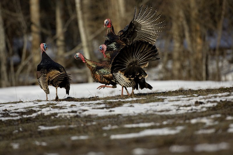 TC-Wild Turkey Fighting-D00981-00012.jpg :: Wild Turkey Gobblers fighting with one another with at least one bird in the air trying to spur another with his leg spur
