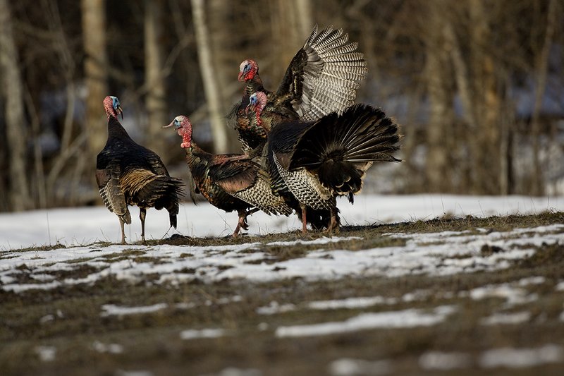 TC-Wild Turkey Fighting-D00981-00013.jpg :: Wild Turkey Gobblers fighting with one another with at least one bird in the air trying to spur another with his leg spur