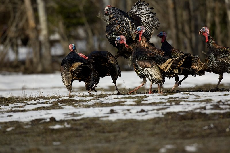TC-Wild Turkey Fighting-D00981-00018.jpg :: Wild Turkey Gobblers fighting with one another with at least one bird in the air trying to spur another with his leg spur