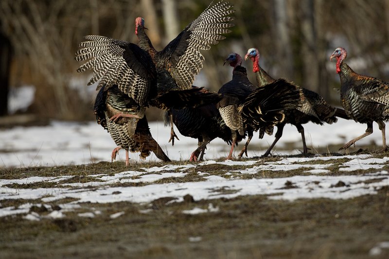TC-Wild Turkey Fighting-D00981-00019.jpg :: Wild Turkey Gobblers fighting with one another with at least one bird in the air trying to spur another with his leg spur