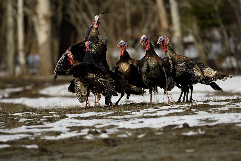TC-Wild Turkey Fighting-D00981-00021.jpg :: Wild Turkey Gobblers fighting with one another with at least one bird in the air trying to spur another with his leg spur