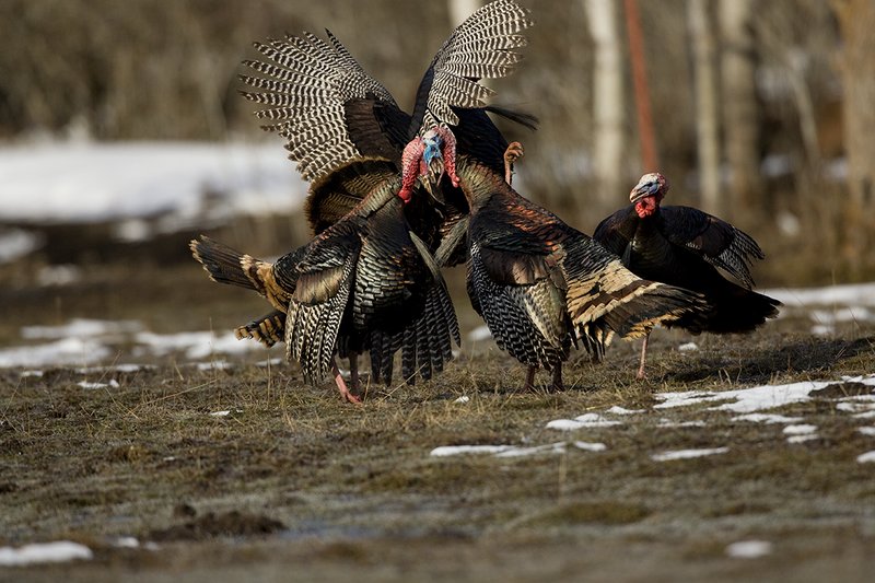 TC-Wild Turkey Fighting-D00981-00024.jpg :: Wild Turkey Gobblers fighting with one another with at least one bird in the air trying to spur another with his leg spur
