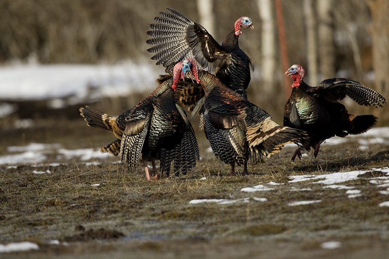 TC-Wild Turkey Fighting-D00981-00025.jpg :: Wild Turkey Gobblers fighting with one another with at least one bird in the air trying to spur another with his leg spur