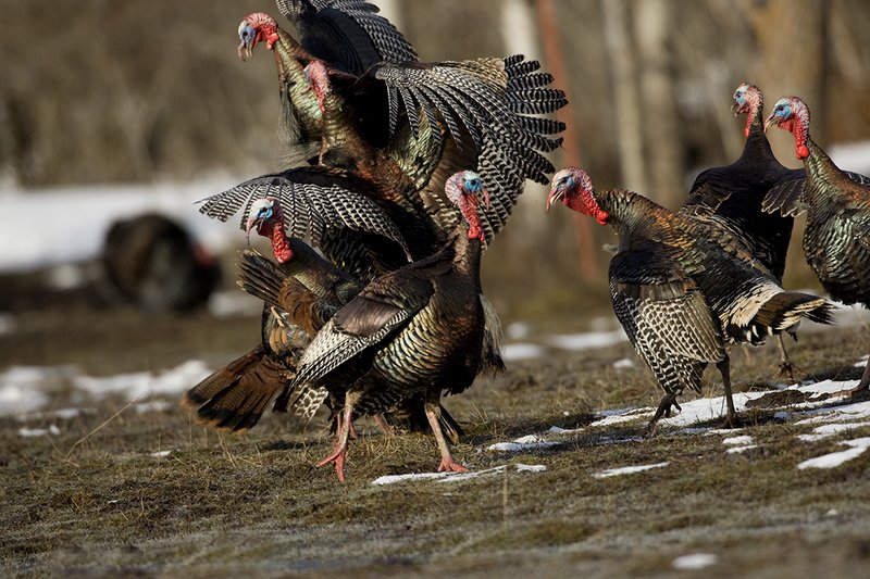 TC-Wild Turkey Fighting-D00981-00029.jpg :: Wild Turkey Gobblers fighting with one another with at least one bird in the air trying to spur another with his leg spur