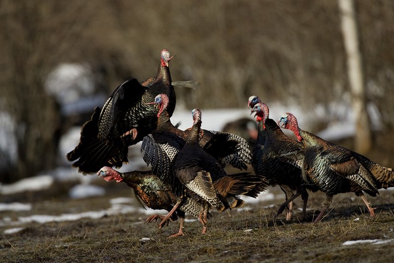 TC-Wild Turkey Fighting-D00981-00032.jpg :: Wild Turkey Gobblers fighting with one another with at least one bird in the air trying to spur another with his leg spur