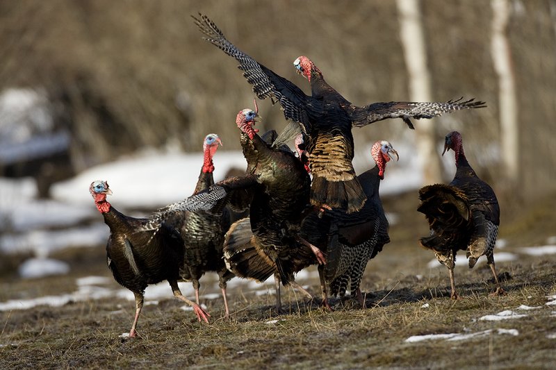 TC-Wild Turkey Fighting-D00981-00033.jpg :: Wild Turkey Gobblers fighting with one another with at least one bird in the air trying to spur another with his leg spur