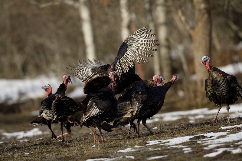 TC-Wild Turkey Fighting-D00981-00035.jpg :: Wild Turkey Gobblers fighting with one another with at least one bird in the air trying to spur another with his leg spur