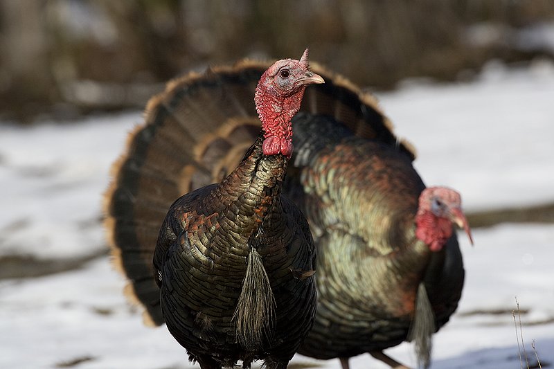 TC-Wild Turkey Fighting-D00981-00139.jpg :: Wild Turkey Gobblers fighting, gobblerr with fanned tail chasing other gobbler to reenguage in the fight