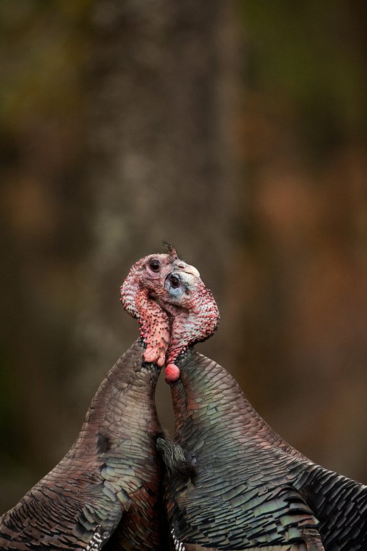 TC-Wild Turkey Fighting-D00981-00146.jpg :: Two Long Beared Gobblers fighting with their heads/mouths locked togehter trying to get the advantage over the other.