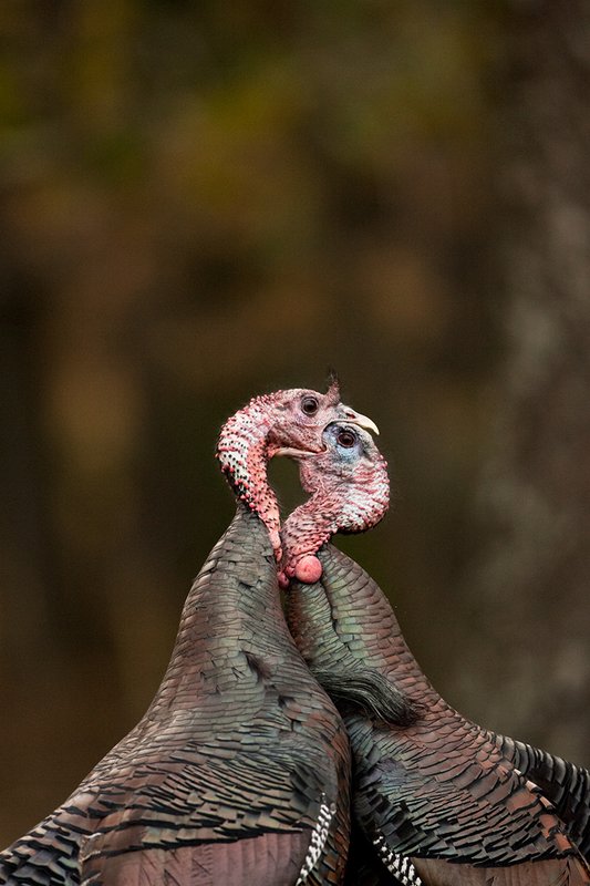 TC-Wild Turkey Fighting-D00981-001471.jpg :: Two Long Beared Gobblers fighting with their heads/mouths locked togehter trying to get the advantage over the other.