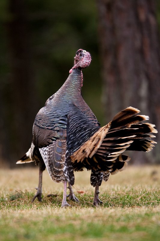 TC-Wild Turkey Fighting-D00981-00150.jpg :: Two Long Beared Gobblers fighting with their heads/mouths locked togehter trying to get the advantage over the other.