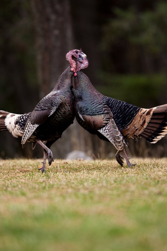 TC-Wild Turkey Fighting-D00981-001521.jpg :: Two Long Beared Gobblers fighting with their heads/mouths locked togehter trying to get the advantage over the other.