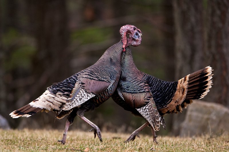 TC-Wild Turkey Fighting-D00981-00157.jpg :: Two Long Beared Gobblers fighting with their heads/mouths locked togehter trying to get the advantage over the other.