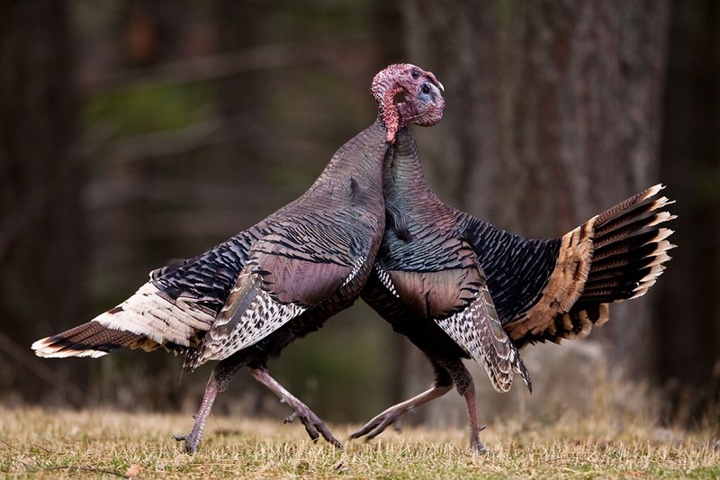 TC-Wild Turkey Fighting-D00981-00158.jpg :: Two Long Beared Gobblers fighting with their heads/mouths locked togehter trying to get the advantage over the other.