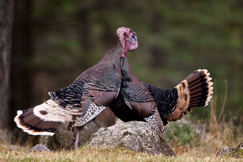 TC-Wild Turkey Fighting-D00981-00159.jpg :: Two Long Beared Gobblers fighting with their heads/mouths locked togehter trying to get the advantage over the other.