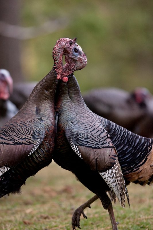 TC-Wild Turkey Fighting-D00981-00162.jpg :: Two Long Beared Gobblers fighting with their heads/mouths locked togehter trying to get the advantage over the other.