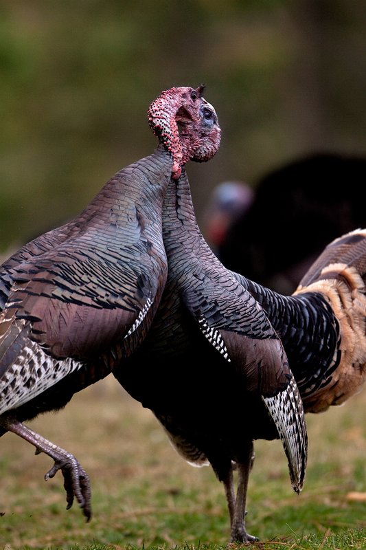 TC-Wild Turkey Fighting-D00981-00165.jpg :: Two Long Beared Gobblers fighting with their heads/mouths locked togehter trying to get the advantage over the other.