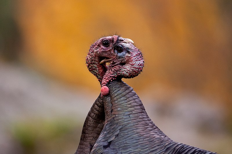 TC-Wild Turkey Fighting-D00981-00168.jpg :: Two Long Beared Gobblers fighting with their heads/mouths locked togehter trying to get the advantage over the other.