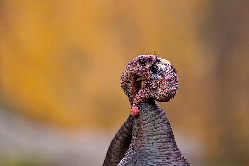 TC-Wild Turkey Fighting-D00981-00169.jpg :: Two Long Beared Gobblers fighting with their heads/mouths locked togehter trying to get the advantage over the other.