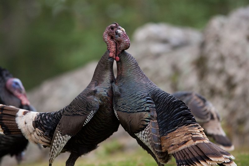 TC-Wild Turkey Fighting-D00981-00171.jpg :: Two Long bearded gobblers fight with their mouths/beaks locked together in mortal combat while other gobblers strutt around behind the fighting pair