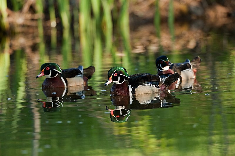 TC-Wood Ducks-D00222-00001.jpg :: Trio of Wood Duck drakes swimming on pond with images reflected in water near cattails