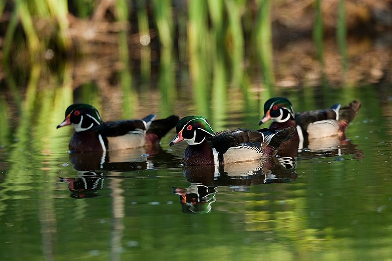 TC-Wood Ducks-D00222-00004.jpg :: Trio of Wood Duck drakes swimming on pond with images reflected in water near cattails