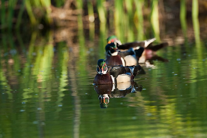 TC-Wood Ducks-D00222-00006.jpg :: Trio of Wood Duck drakes swimming on pond with images reflected in water near cattails