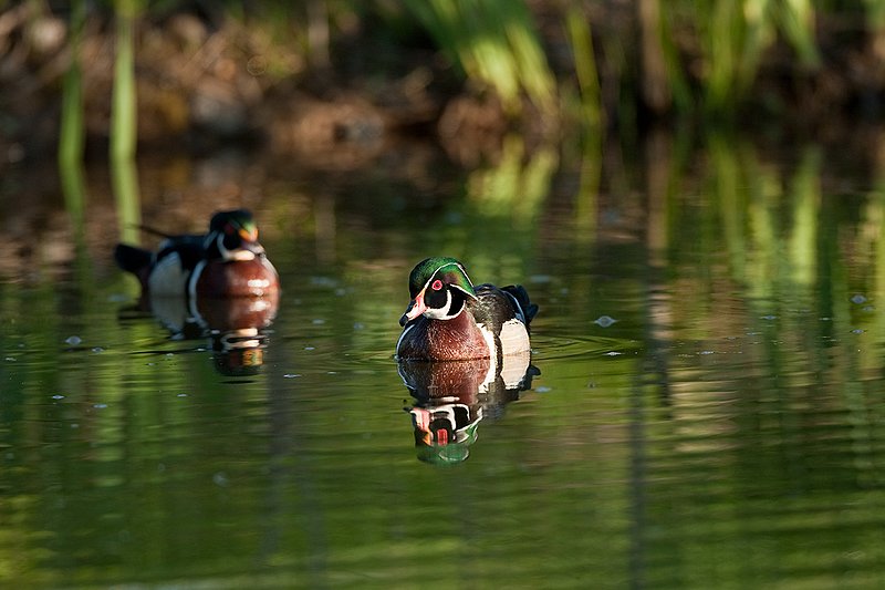 TC-Wood Ducks-D00222-00008.jpg :: Pair of Wood Duck drakes swimming on pond with images reflected in water near cattails