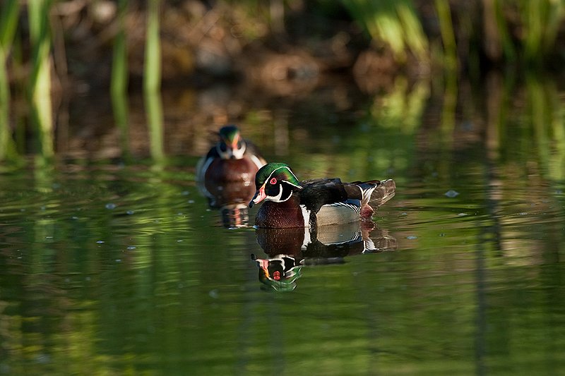 TC-Wood Ducks-D00222-00011.jpg :: Pair of Wood Duck drakes swimming on pond with images reflected in water near cattails