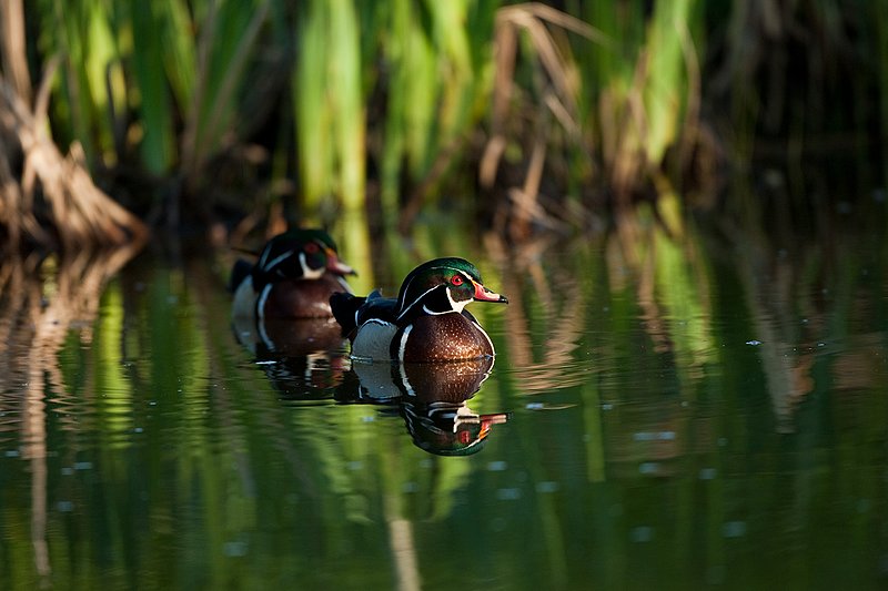 TC-Wood Ducks-D00222-00015.jpg :: Pair of Wood Duck drakes swimming on pond with images reflected in water near cattails