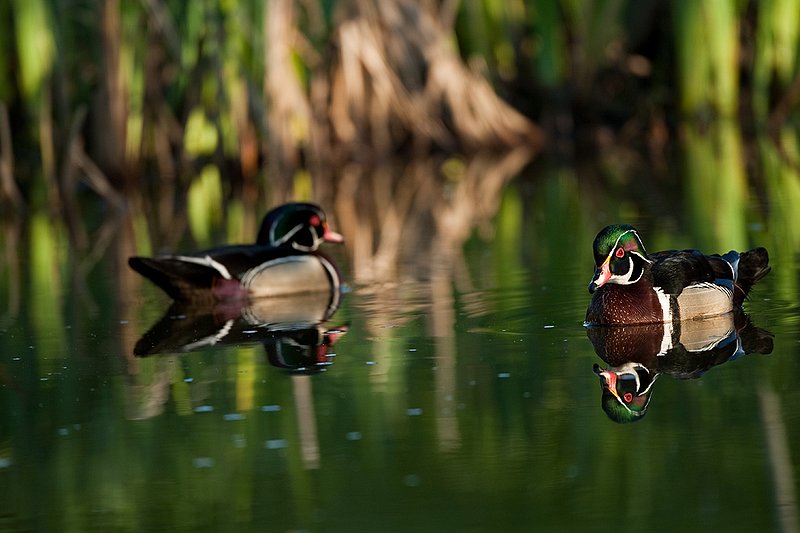 TC-Wood Ducks-D00222-00017.jpg :: Pair of Wood Duck drakes swimming on pond with images reflected in water near cattails