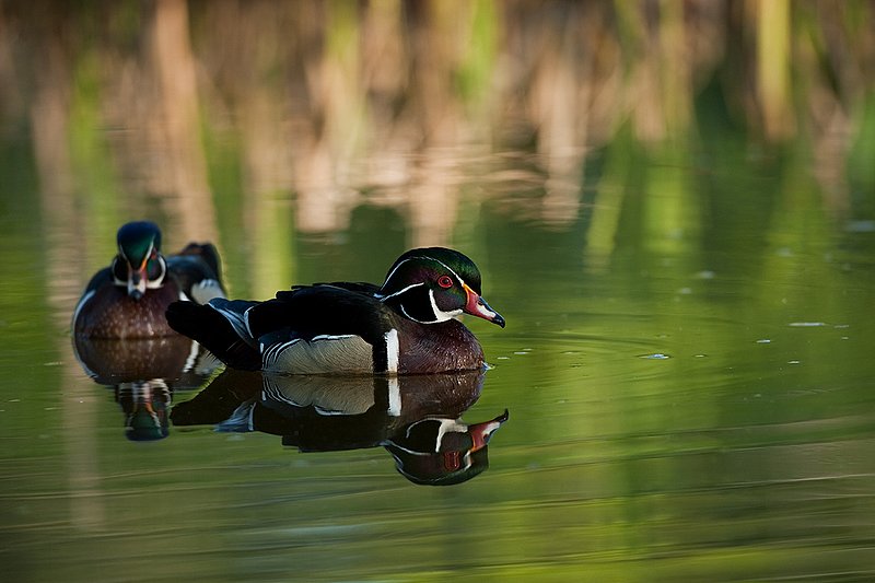 TC-Wood Ducks-D00222-00019.jpg :: Pair of Wood Duck drakes swimming on pond with image reflected in water near cattails
